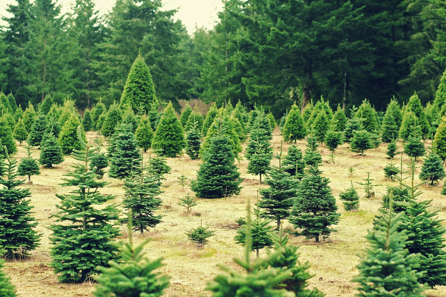 Christmas tree farm